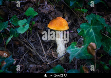 Orange-cap boletus dans la forêt Banque D'Images