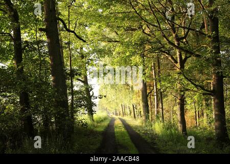 Route de campagne sur un matin de printemps. Feuilles de chêne vert frais en forêt au printemps. Banque D'Images