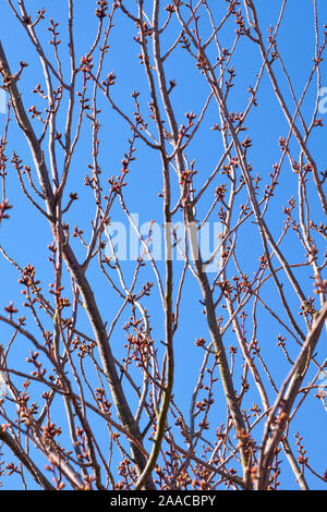 Cherry Tree branches avec des bourgeons enflées, UK Banque D'Images