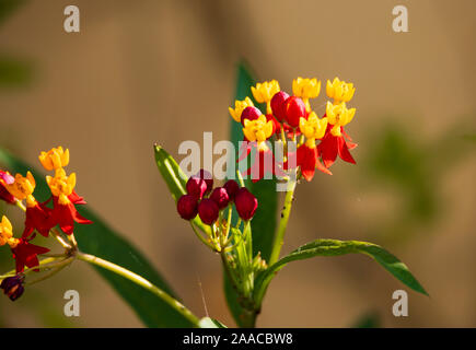 Fleurs jaune et rouge de sang, Fleur Asclepias curassavica, avec l'araignée jaune, California, USA Banque D'Images