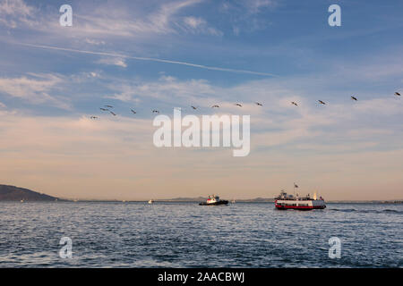 Un troupeau de pélicans bruns américains, Pelecanus occidentalis survole des bateaux dans la baie de San Francisco alors que le soleil se couche à la fin de la journée. Californie Banque D'Images