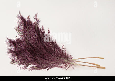 Bouquet de roseaux roseaux brun violet sur fond de papier Banque D'Images