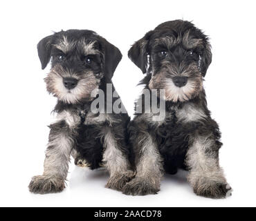 Chiots Schnauzer nain in front of white background Banque D'Images