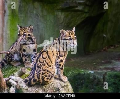 La partie continentale de la panthère nébuleuse couple sur un rocher, chat sauvage d'essences tropicales de l'himalaya de l'Asie Banque D'Images