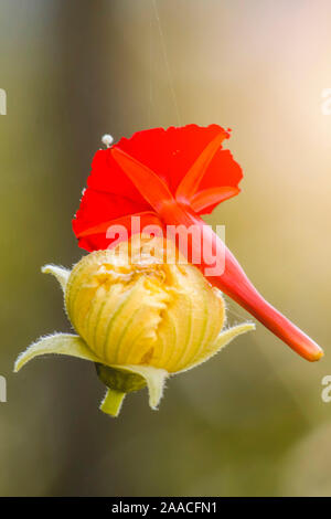 Rouge et jaune (luffa) fleur accrochée à un fil d'araignée.focus sélectif. Banque D'Images