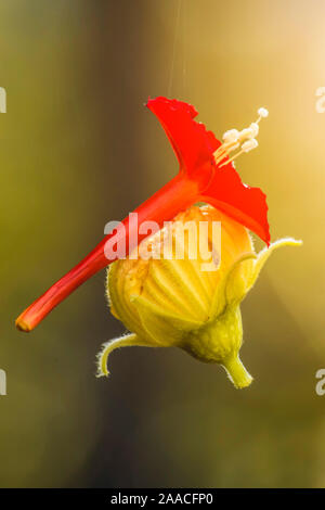 Rouge et jaune (luffa) fleur accrochée à un fil d'araignée.focus sélectif. Banque D'Images