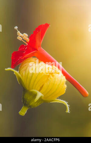 Rouge et jaune (luffa) fleur accrochée à un fil d'araignée.focus sélectif. Banque D'Images