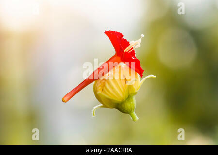 Rouge et jaune (luffa) fleur accrochée à un fil d'araignée.focus sélectif. Banque D'Images