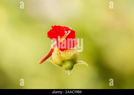 Rouge et jaune (luffa) fleur accrochée à un fil d'araignée.focus sélectif. Banque D'Images