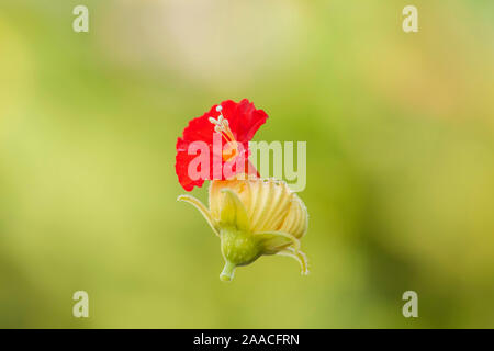 Rouge et jaune (luffa) fleur accrochée à un fil d'araignée.focus sélectif. Banque D'Images