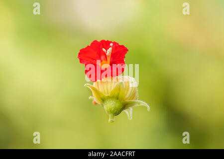 Rouge et jaune (luffa) fleur accrochée à un fil d'araignée.focus sélectif. Banque D'Images