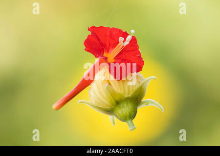 Rouge et jaune (luffa) fleur accrochée à un fil d'araignée.focus sélectif. Banque D'Images