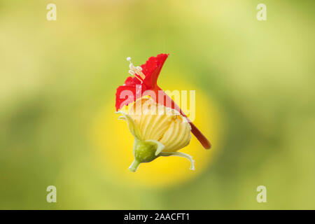 Rouge et jaune (luffa) fleur accrochée à un fil d'araignée.focus sélectif. Banque D'Images