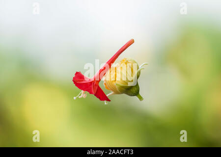 Rouge et jaune (luffa) fleur accrochée à un fil d'araignée.focus sélectif. Banque D'Images