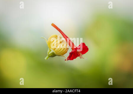 Rouge et jaune (luffa) fleur accrochée à un fil d'araignée.focus sélectif. Banque D'Images