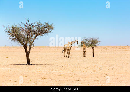 Trois girafes debout dans le désert du Namib près d'un arbre, une alimentation saine, immensité désertique, la Namibie, l'Afrique Banque D'Images