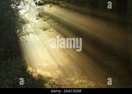 Les rayons du soleil passent à travers les chênes dans la forêt d'automne entouré par le brouillard du matin. Banque D'Images