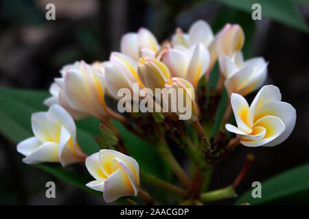 Fleurs de frangipanier blanc jaune avec des fleurs sur la côte de l'île de Koh Phangan, Thaïlande Banque D'Images