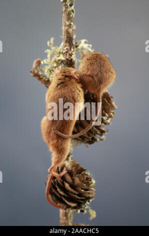 La souris sur l'acorn Harvest Banque D'Images