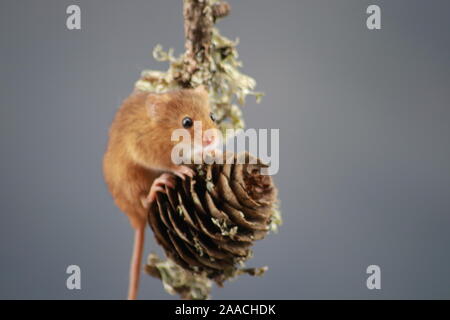 La souris sur l'acorn Harvest Banque D'Images