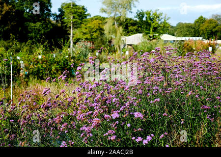 Verbena bonariensis verveine Purpletop poussant dans un "centre de jardin. Banque D'Images