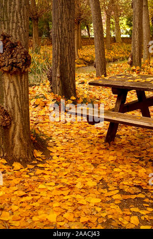 Banc de pique-nique couverte de feuilles d'automne dans les bois Banque D'Images