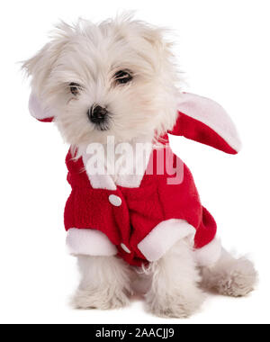 Chiot Bichon Maltais assis en costume père noël avec un fond blanc Banque D'Images