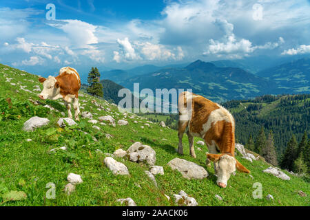 Vaches qui paissent dans le Tyrol Autriche alm sur les montagnes Banque D'Images