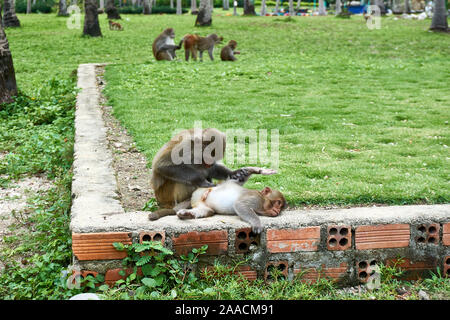 Macaque nettoyer l'autre. Monkey Island, Vietnam, Nha Trang. Banque D'Images