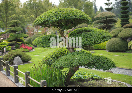 Japanischer Garten, Scheinbuche (Nothofagus antarctica) Banque D'Images