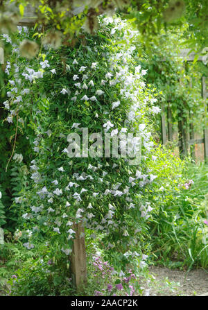 Waldrebe (Clematis 'Caerulea Luxurians') Banque D'Images