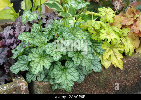 Purpurglˆckchen (Heuchera 'Green Spice'), (◊ Heucherella 'Alabama Sunrise') Banque D'Images