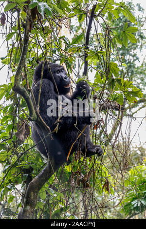 Muyambi silverback Groupe gorille de montagne (Gorilla beringei beringei) dans un arbre, Forêt impénétrable de Bwindi, Bwindi Impenetrable National Park, Uganda Banque D'Images