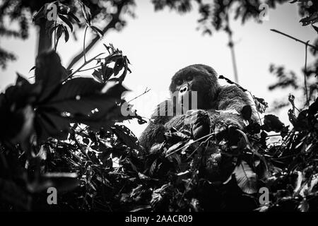 Muyambi mâle Groupe gorille de montagne (Gorilla beringei beringei) dans un arbre dans la forêt impénétrable de Bwindi, Bwindi Impenetrable National Park, SW L'Ouganda Banque D'Images