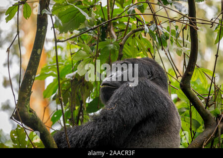 Muyambi mâle Groupe gorille de montagne (Gorilla beringei beringei) dans un arbre dans la forêt impénétrable de Bwindi, Bwindi Impenetrable National Park, Uganda Banque D'Images