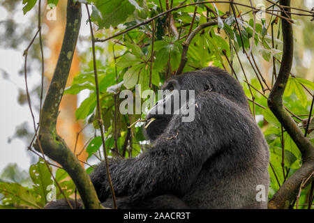 Muyambi mâle Groupe gorille de montagne (Gorilla beringei beringei) dans un arbre dans la forêt impénétrable de Bwindi, Bwindi Impenetrable National Park, Uganda Banque D'Images