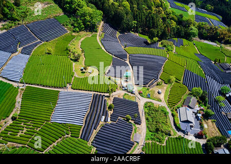 Le Japon, l'île de Honshu, région du Kansai, Uji, champ de thé Sencha, Gyokuro et de thé Matcha Banque D'Images