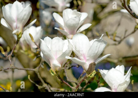 Tulpen-Magnolie (Magnolia × soulangeana 'Amabilis') Banque D'Images