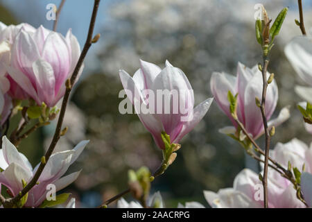 Tulpen-Magnolie (Magnolia × soulangeana) Banque D'Images