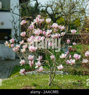 Tulpen-Magnolie (Magnolia × soulangeana) Banque D'Images