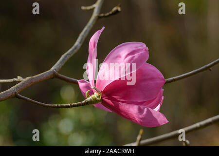 Magnolie (Magnolia sprengeri 'Burncoose') Banque D'Images