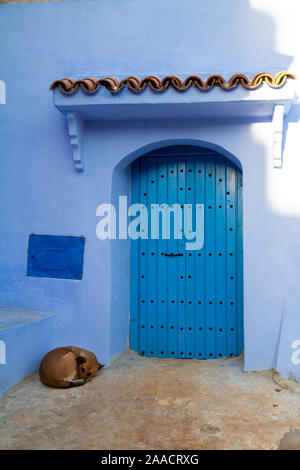 Un chien dormir en face de l'une des nombreuses maisons bleu de Chefchauen, la perle bleue dans le riff montagnes du Maroc dans un matin froid de l'automne Banque D'Images