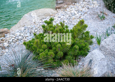 Krummholz-Kiefer (Pinus mugo var. pumilio) Banque D'Images