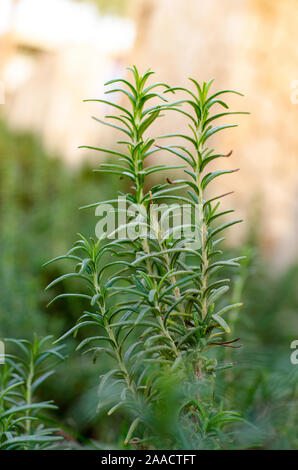 Romarin frais vert pousse dans un jardin. Le jardinage d'herbes aromatiques. Banque D'Images