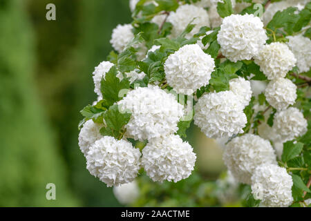 La société Schneeball (Viburnum opulus 'Roseum') Banque D'Images