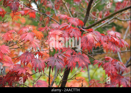 Eisenhutblättriger Ahorn (Acer japonicum 'Aconitifolium') Banque D'Images