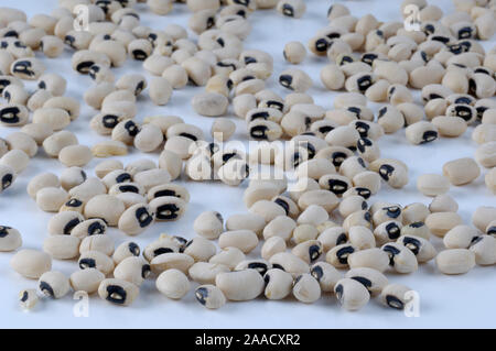 Black-eyed pea / (Vigna unguiculata) / Augenbohne / Kuhbohne, Banque D'Images