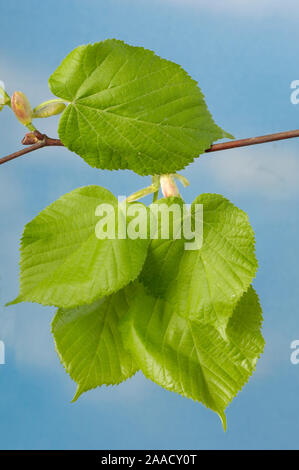 Tilleul à grandes feuilles, Tilia platyphyllos (feuilles) | Sommer-Linde / Blaetter, (Tilia platyphyllos) / Banque D'Images