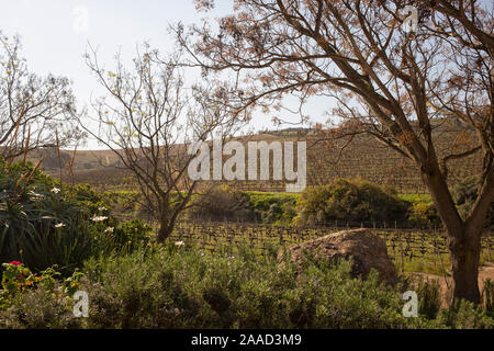 Vue sur les vignes de Jordanie Winery, Stellenbosch, Western Cape, Afrique du Sud Banque D'Images
