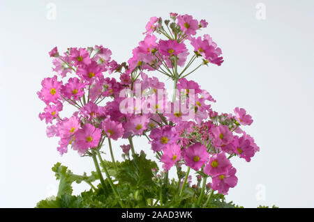 Primrose fée / (Primula malacoides) | Flieder- oder / Etagenprimel (Primula malacoides) / Banque D'Images